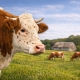 Control de la enfermedad nodular bovina en Europa tras campañas de vacunación intensivas
