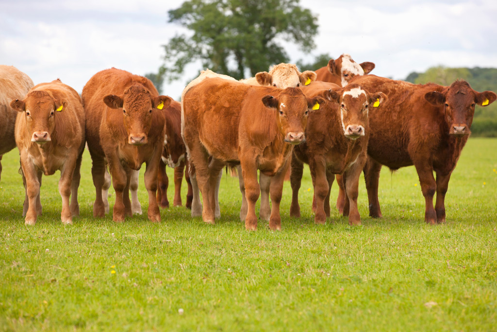 Control-de-la-enfermedad-nodular-bovina