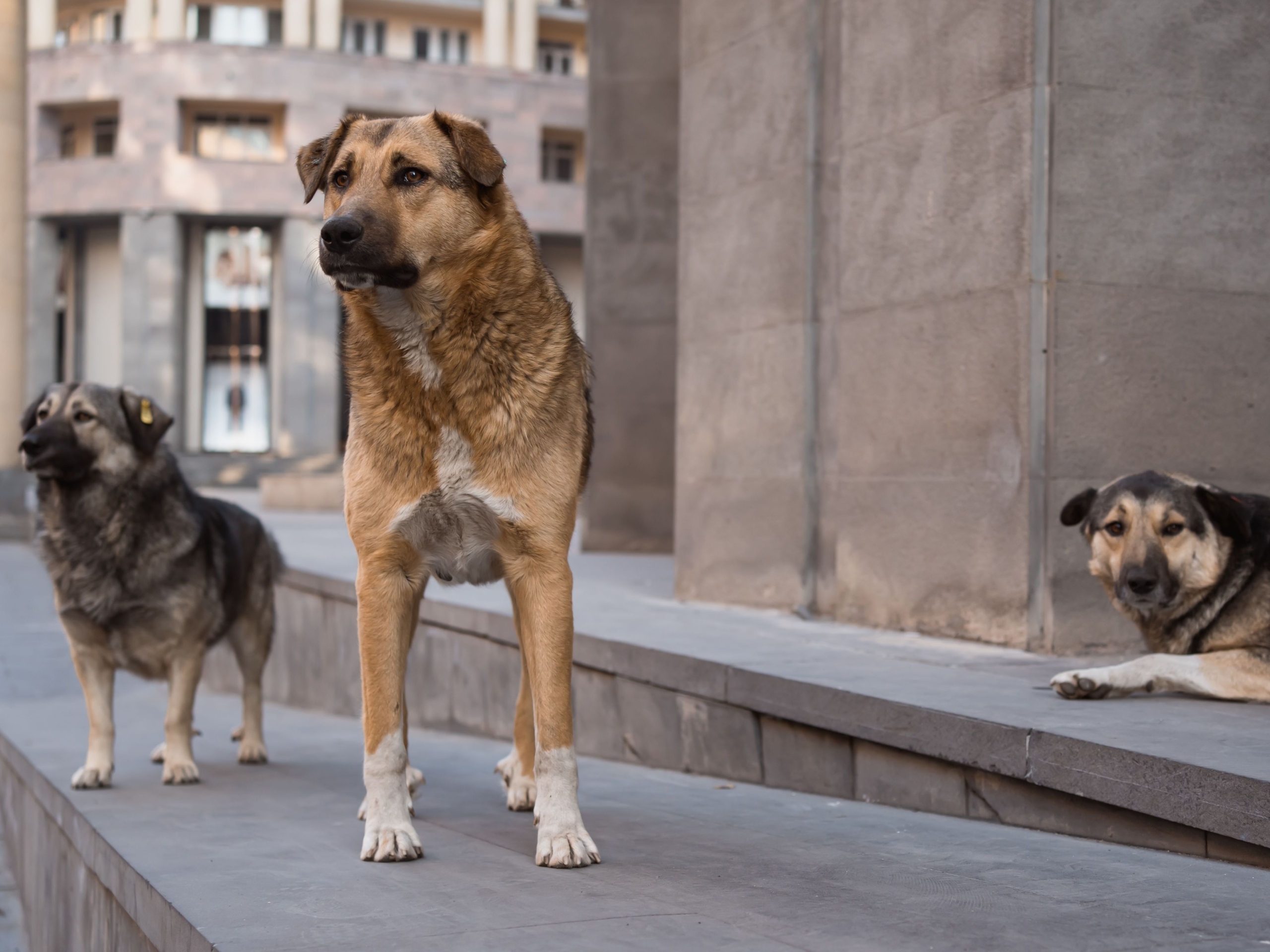 Rabia en perros
